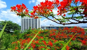 凤凰花景/Campus Landscape